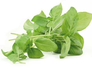 BASILIC